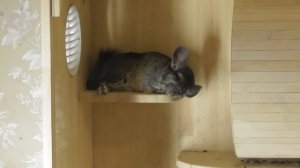 Хитрая шиншилла/ Шуша обманщица