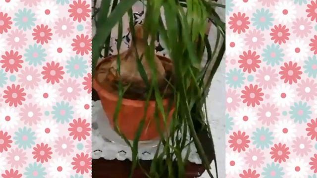 Нолина Бокарнея! Шикарная длинноволосая красавица. Уход за растением дома. смотреть онлайн