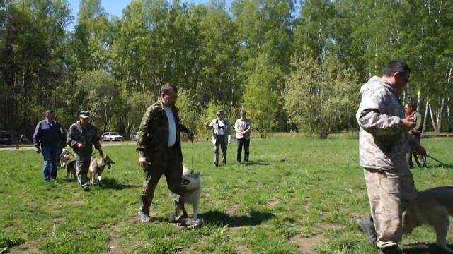 43-я Выставка охотничьих собак 2015 в Новосибирске. Часть 4 смотреть онлайн