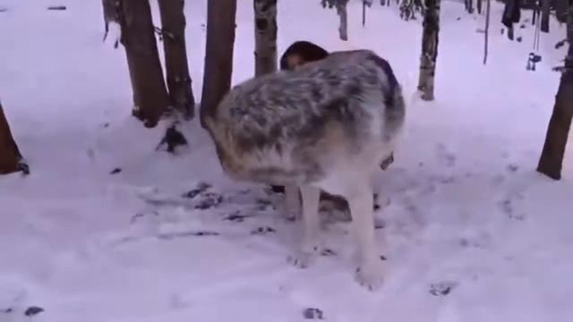 5 САМЫХ БОЛЬШИХ ВОЛКОВ, В МИРЕ смотреть онлайн