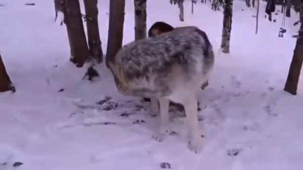 5 САМЫХ БОЛЬШИХ ВОЛКОВ, В МИРЕ