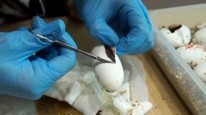 Вскрываем яйца змеи / Рождение детенышей Тонкохвостого полоза Blue beauty / Cutting snake eggs