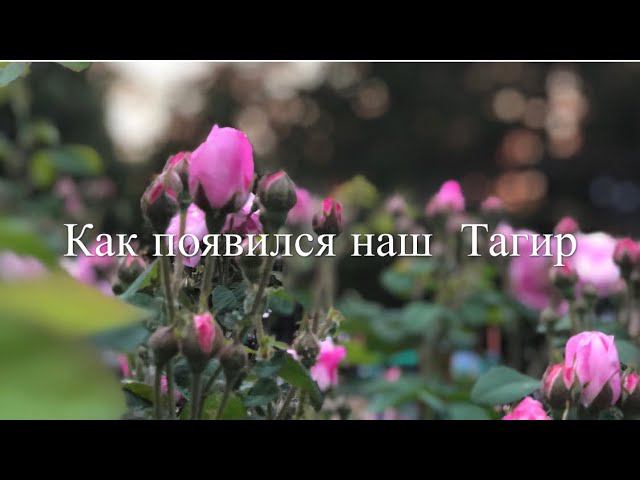 Моя любовь смотреть онлайн