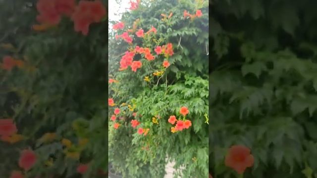 Живой Забор красивый ползучий из Кампсиса/Лиана/Бессарабия ?? смотреть онлайн