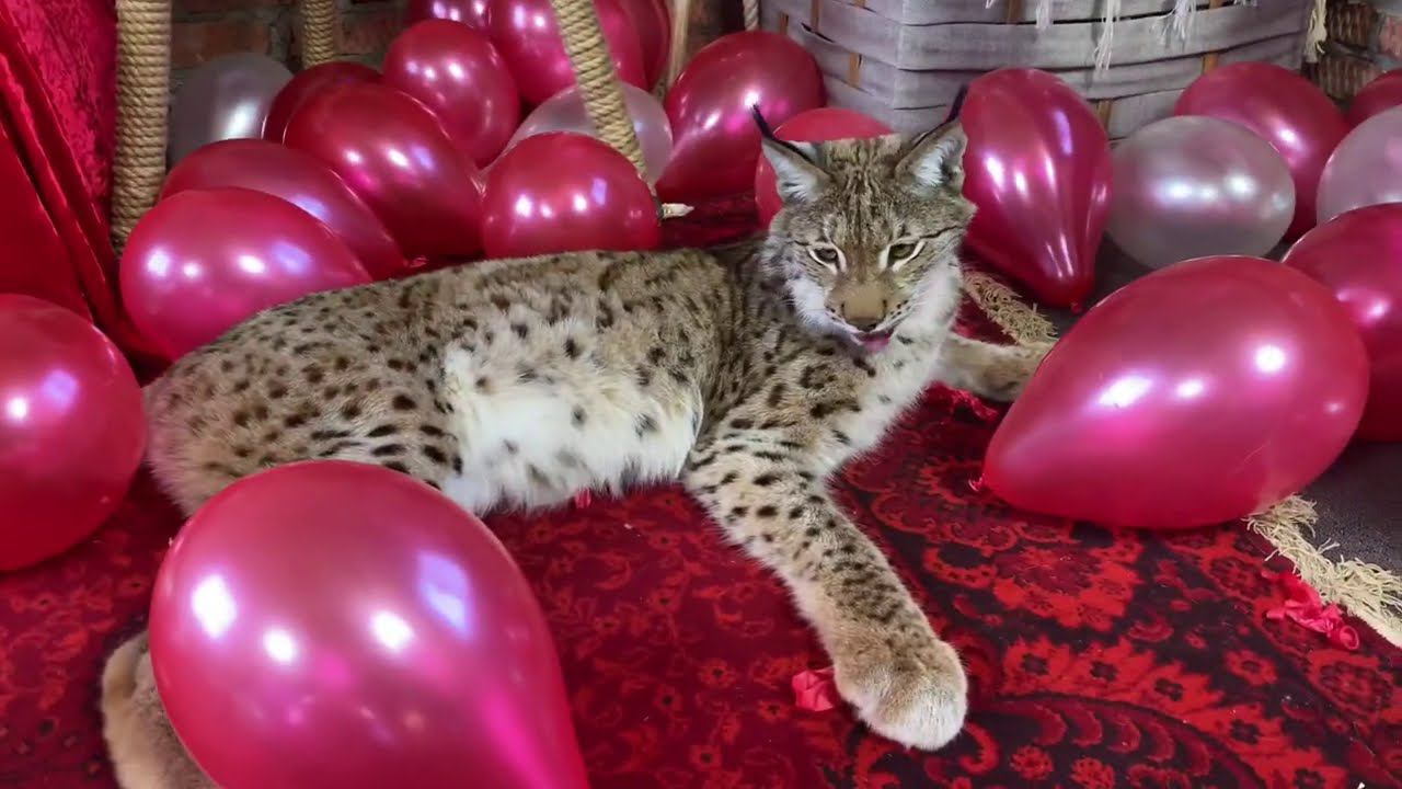 Рысь Марс атакует воздушные шары! / Lynx Mars attacks  balloons!