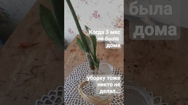 Не была дома 3 мес! #sansevieria #домашниерастения #сансевиерия #indoorplants смотреть онлайн
