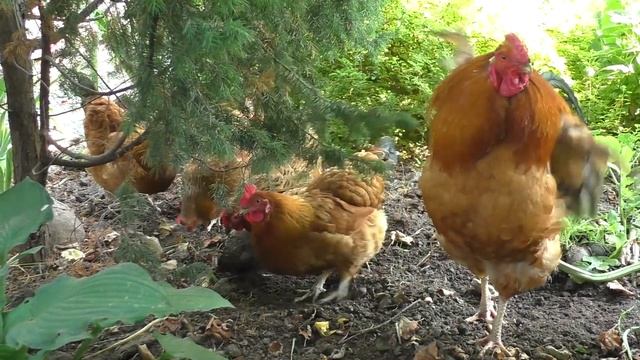 Порода кур «Кучинская Юбилейная» ? Обзор