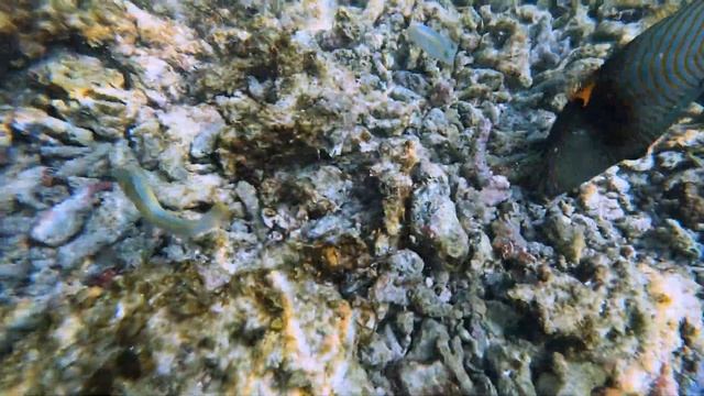 Остров Расду. Мальдивы. смотреть онлайн