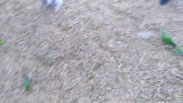 Попугайня в Гродно смотреть онлайн