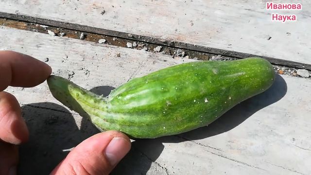 НЕОБЫЧНЫЕ ОГУРЦЫ. Круглые, горькие, узкие, толстые, кривые, грушевидные. Причины и как их устранить смотреть онлайн