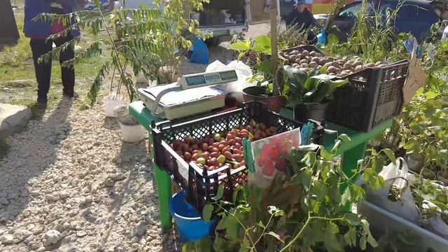 МЫ НА РЫНКЕ! КАКИЕ ЦЕНЫ СЕЙЧАС НА САЖЕНЦЫ? СЕЗОН ПОСАДКИ 2021 В РАЗГАРЕ! смотреть онлайн