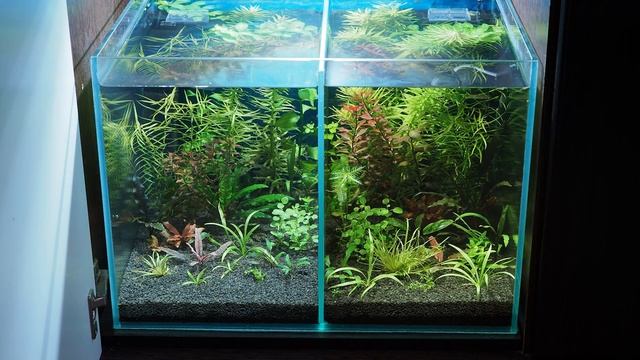 Пять недель после запуска аквариума на самодельной питательной подложке смотреть онлайн