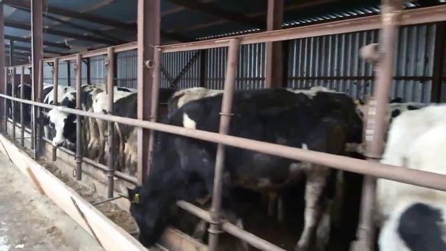 Откорм быков калмыцкой породы смотреть онлайн