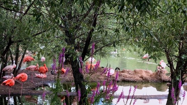 🥰ПОЧЕМУ ПТИЦЫ СТАЛИ РОЗОВЫМИ, WHY BIRDS TURN PINK смотреть онлайн