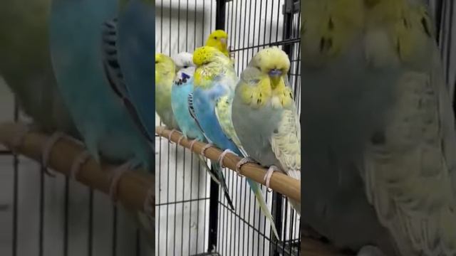 Получехи птенчики смотреть онлайн