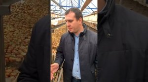 Подкормки и удобрения для выгонки лука на перо в зимней теплице