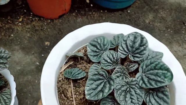 Peperomia |red & Silver Ripple|UNBOXING PLANTS