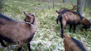 Чешская порода коз //Достоинства и недостатки //