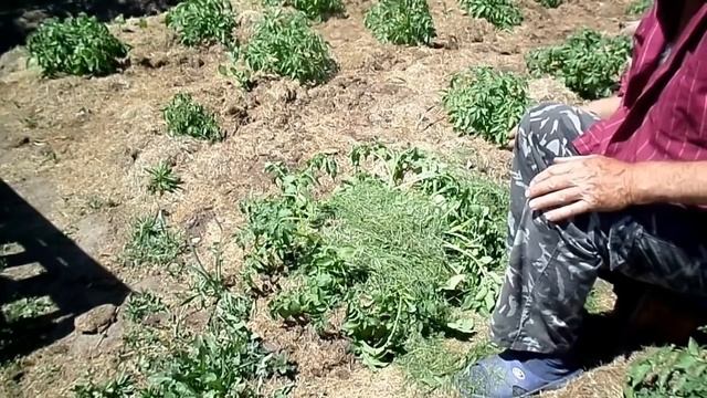 Восточный Казахстан Выращивание картофеля органическим методом смотреть онлайн