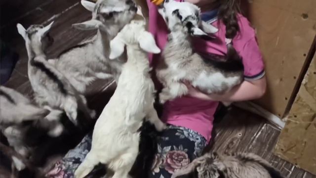 Каждый день окоты смотреть онлайн