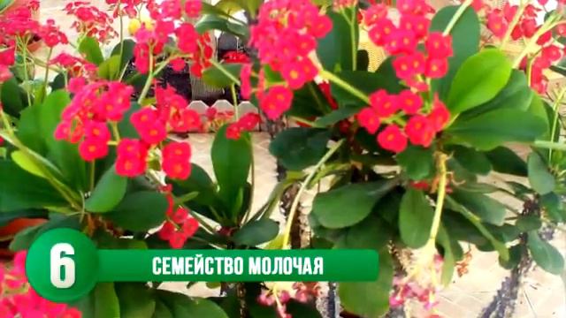 10 самих опасений цвити смотреть онлайн