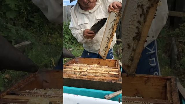 Пора качать мёд смотреть онлайн