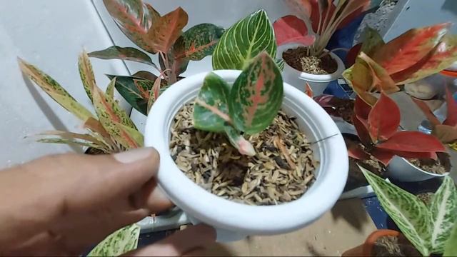 Aglonema Import Dan Lokal смотреть онлайн