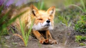 Спи,моя радость,усни   колыбельная Поёт Валентина Толкунова