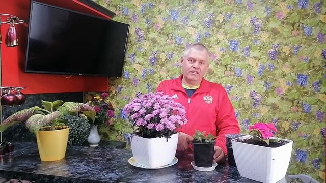 ГОРШЕЧНАЯ ХРИЗАНТЕМА. Вся правда о комнатной горшечной хризантеме. смотреть онлайн