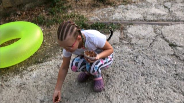 Котята видео - КОРМИМ КОШЕК - Кошки КРЫМА смотреть онлайн