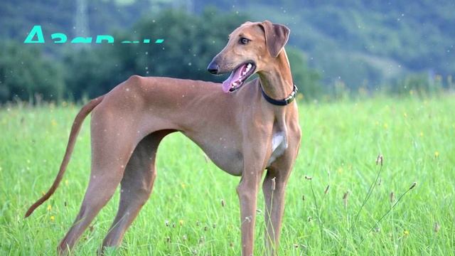 САМЫЕ Редкие Породы Собак смотреть онлайн