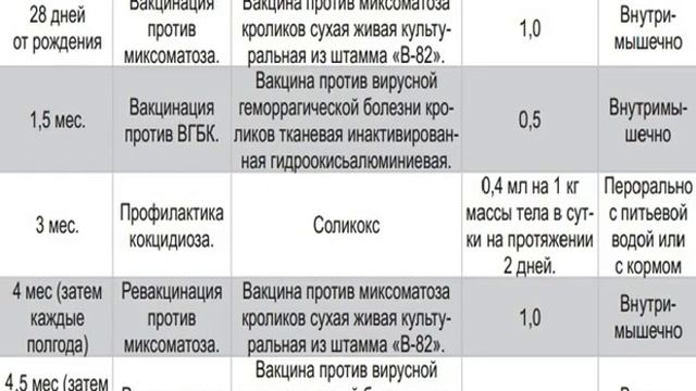 Кролик белый великан альбинос: описание породы смотреть онлайн