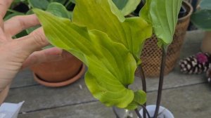 Пришла посылка с хостами - Шок!!! меня напугали - Самая дорогая хоста #Распаковка #хоста  #germany