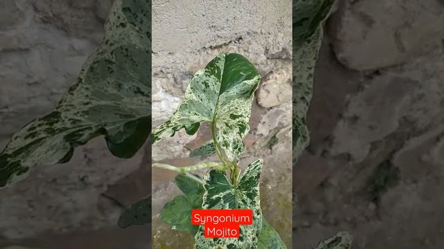 Syngonium Mojito #tanamanhias #syngonium смотреть онлайн