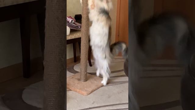 Кошачий бес вселился #mainecoon #cat #funny #коты #кошки #мейнкун #cats смотреть онлайн