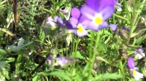 Дорога цветов.