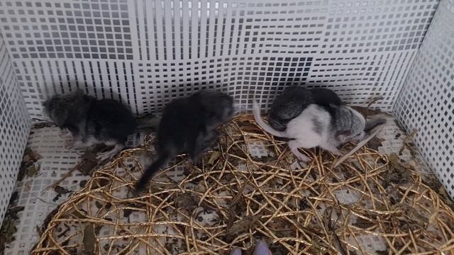 Сколько Шиншиллят рождается у Шиншилл! смотреть онлайн