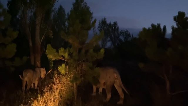 У львов ночью ОЧЕНЬ АКТИВНАЯ ЖИЗНЬ !