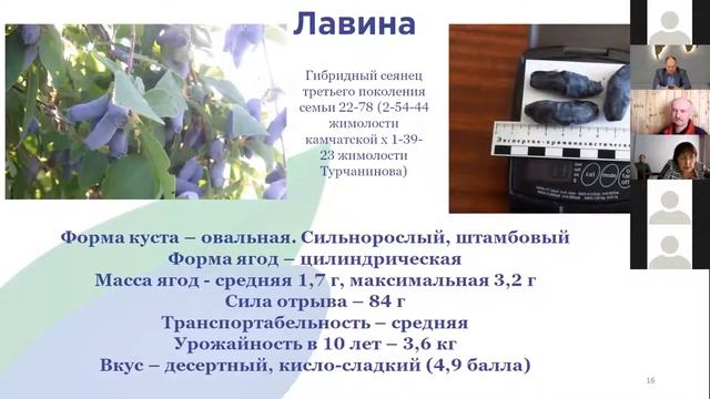 Перспективные сорта бакчарской селекции для промышленного садоводства. Савинкова Н.В. смотреть онлайн