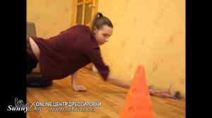 Как правильно играть с щенком? обучение щенка правильной игре