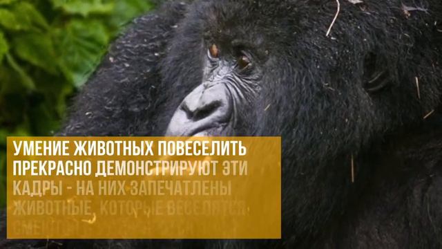 Милые животные. Смотреть на животных смотреть онлайн