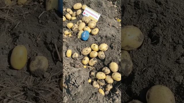 Копаем ранний сорт картофеля Примабелль