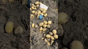 Копаем ранний сорт картофеля Примабелль