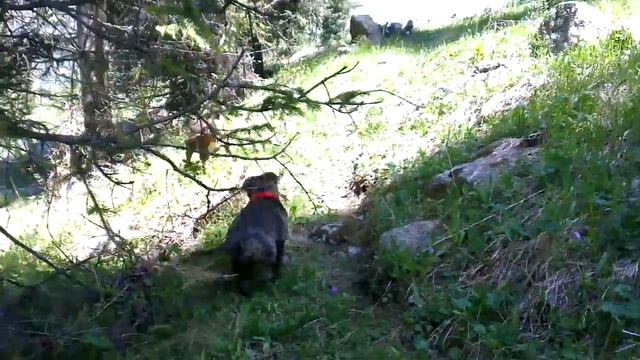 горные Бутюшки - Staffordshire Bull Terrier смотреть онлайн