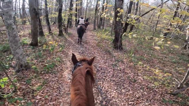 Сюда ты не пройдешь просто так. Оплепен-Пелепень-1010. Путешествие в окрестностях Апшеронской УЖД.