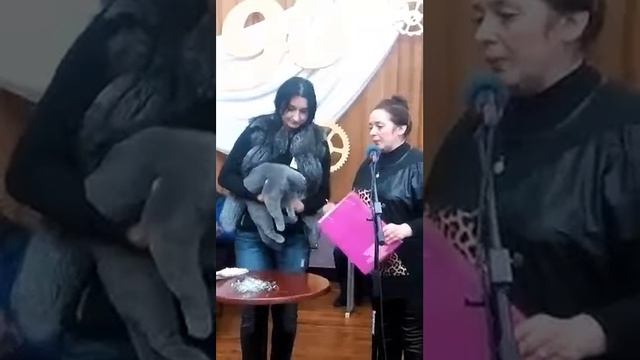 Описание кошки на виставке "отлично ". смотреть онлайн