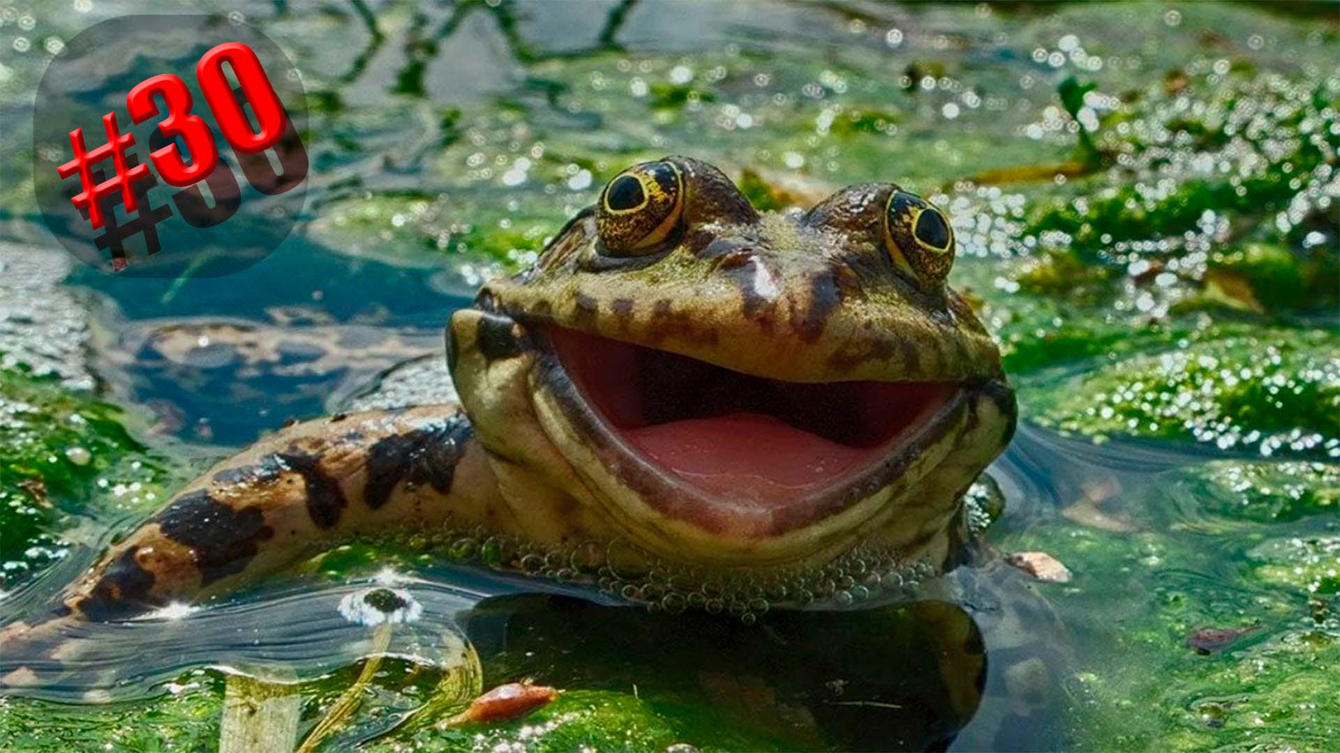 608 секунд Смеха ?? Смешных моментов | Милые котики Приколы с котами ?? Смешные коты #30 смотреть онлайн