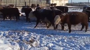 Бычки на откорме. Герефордская порода КРС. Быки как бизнес.