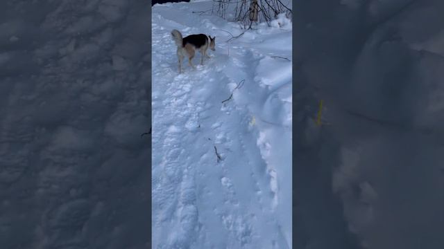 Усинск 15-17.12.2023 речка Большая Сыня, изба. Отдых на природе. смотреть онлайн