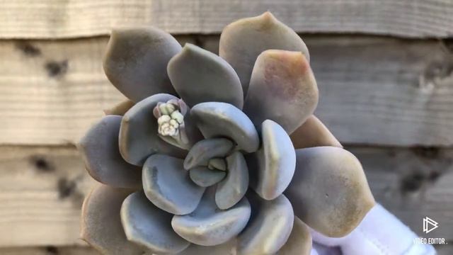 Echeveria Tiramisu смотреть онлайн